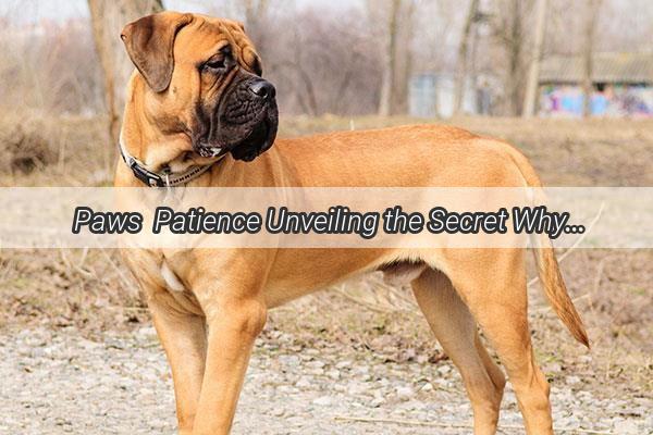 Paws  Patience Unveiling the Secret Why Dogs Know They Shouldnt Drink Alcohol